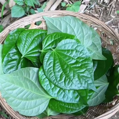 广东野生蛤蒌叶原生态假篓叶现摘纯天然可食用包肉配料新鲜鱼生