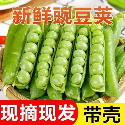 【当季嫩豌豆】新鲜现摘豌豆荚带壳水果豌豆角颗粒饱满批发一整箱