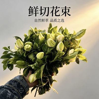 新鲜栀子花现摘鲜花大叶栀子花鲜花栀子花鲜切花清香室内水培插花优惠商品图片