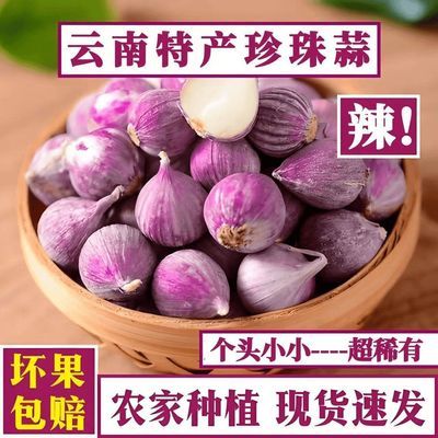 2026鲜蒜年紫皮独头蒜珍珠蒜小果新鲜大蒜批发现挖湿蒜小头蒜蔬菜