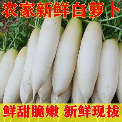 新鲜白萝卜可腌制泡菜可生吃白皮脆爽应季有机蔬菜白萝卜新鲜5斤