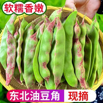 【头茬】锦州产地直供东北精品一点红油豆角现摘现发东北油豆角