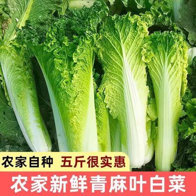 【现砍现发】贵州青口白菜高山露天种植火锅麻叶白菜当季菜新鲜优惠商品图片