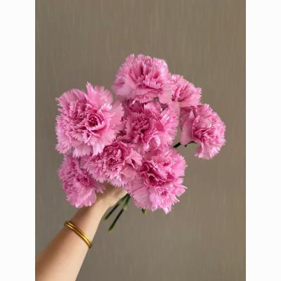 康乃馨鲜花云南直发玫瑰花花束家用水养送妈妈礼物康乃馨基地直发