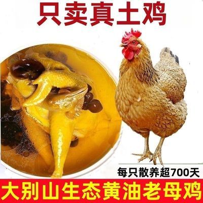 【2只老母鸡】母鸡农村放养老母鸡土鸡新鲜鸡肉鸡腿鸡胸肉整鸡