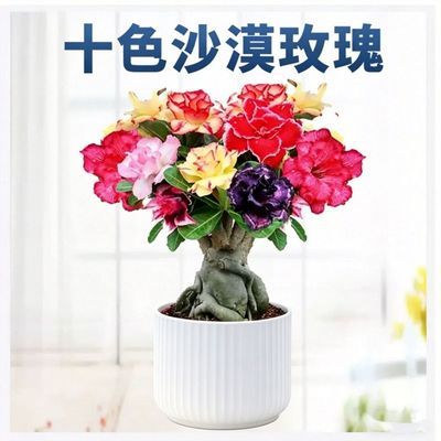 正宗沙漠玫瑰盆栽重瓣大花浓香花卉南北方四季好养原盆原土包成活