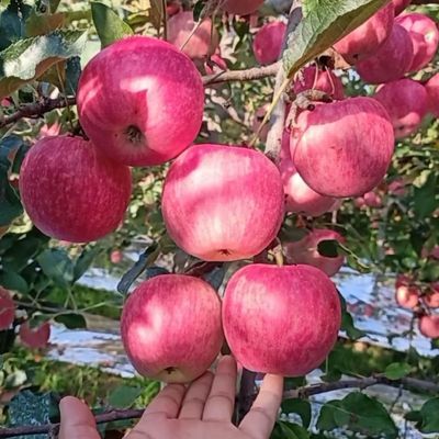 辽宁绥中寒富士新鲜脆甜苹果多汁正宗当季当季脆冰糖批发水果直发