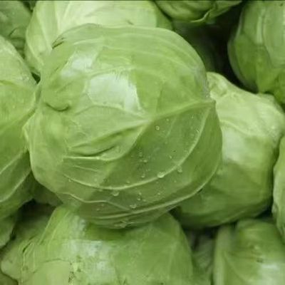 甘蓝上市了当天采摘现发翠绿甘甜手撕面包无公害蔬菜想吃下单吧