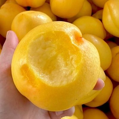 正宗山东蒙阴黄油桃脆甜新鲜桃子当季应季水果孕妇水果水蜜桃现摘