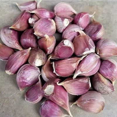 2026年云南农家紫皮干蒜正宗紫皮大蒜香蒜多瓣批发大蒜瓣子蒜子