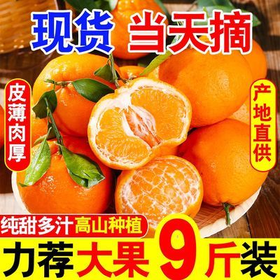 现货当天摘】四川耙耙柑正宗春见粑粑柑橘子新鲜应季水果丑桔子