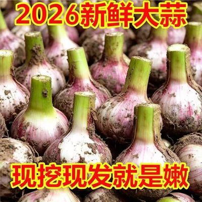 云南正宗紫皮大蒜深紫色2026新鲜大蒜现挖新鲜紫皮蒜批发产地直发