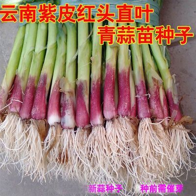 紫皮四季狗牙蒜正宗红根青蒜苗种硬直叶农家老品种紫红皮大蒜种子优惠商品图片