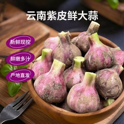 正宗云南紫皮大蒜多瓣蒜新鲜现挖湿蒜糖醋泡蒜腌蒜腊八蒜红皮鲜蒜