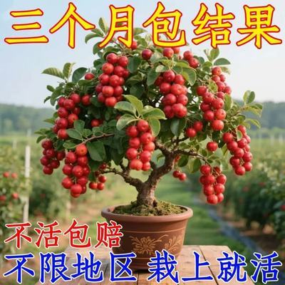 新品种高钙果树苗特大果当年结果无籽红黄钙果软糯香甜南北方种植