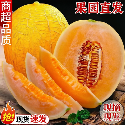 正宗黄金哈密瓜头茬香甜瓜网纹黄皮哈密瓜金色年华当季新鲜水果