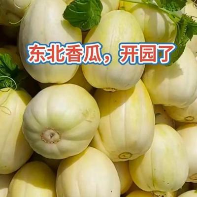 东北香瓜农家自种产地直供当季现摘现发泡沫箱包邮京密香瓜正宗