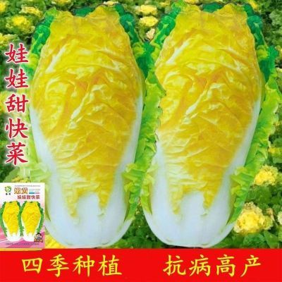真好吃娃娃甜快菜种子耐热耐湿春夏秋播黄心白菜快菜娃娃菜苗种子优惠商品图片