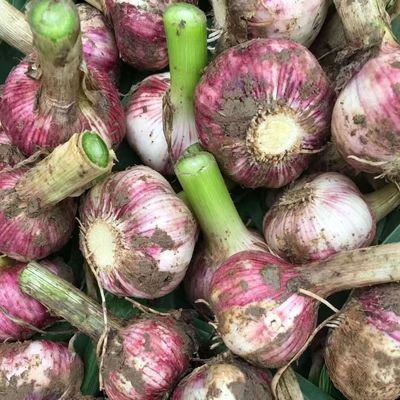 【新鲜】河南现挖鲜蒜湿大蒜可腌糖醋蒜大蒜头紫白皮嫩蒜新鲜祘头