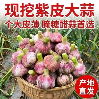 正宗云南紫皮大蒜2026新鲜大蒜现挖新蒜腌制糖醋蒜鲜蒜多瓣蒜便宜