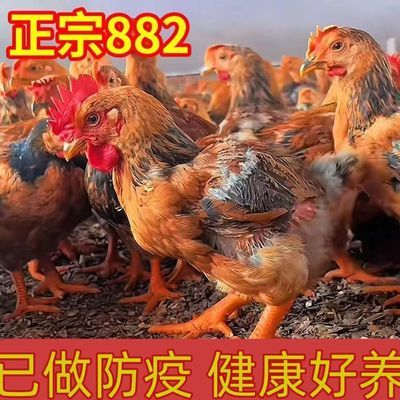 正宗大种882K9大型手工大脚公鸡阉鸡肉鸡线鸡快大鸡散养活体活鸡