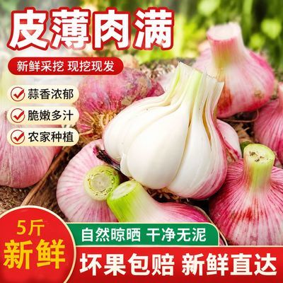 正宗云南紫皮大蒜2026新鲜大蒜现挖新蒜腌制糖醋蒜鲜蒜多瓣蒜便宜