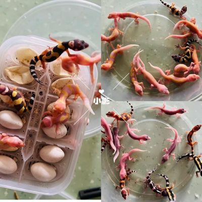 暴龙豹纹守宫龙头苗适合新手的宠物蜥蜴守宫宠物桌面小宠物