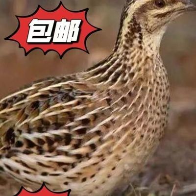 4只装活鹌鹑繁殖下蛋多鹌鹑活苗黄羽产蛋宠物鸡活鸟