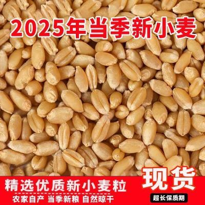 农家小麦粒 饲料用 喂鸡喂鸭喂鸽子 鸡粮鸽粮 便宜批发