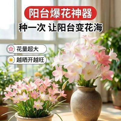 风雨兰花香兰室内外浓香花卉绿植耐热好养活水培土培四季开花机器