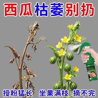 【高效】西瓜授粉专用药坐果灵西瓜专用肥催花防落果枯萎病水溶肥
