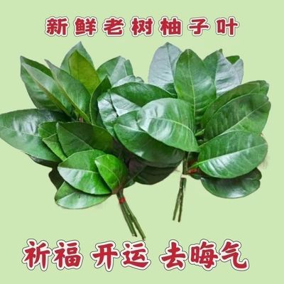 新鲜正宗50年老树柚子叶碌柚叶除晦气柚子叶转运祈福乔迁新居沐浴