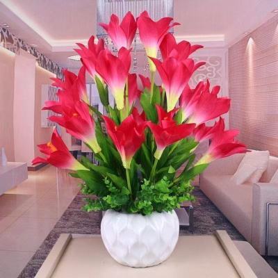 【四季开花】懒人新品清香玉球根花卉盆栽四季开花兰花卉大全耐寒