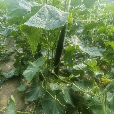 黄瓜应季新鲜带刺黄瓜生吃现摘农家蔬菜批发特价一整箱当季长黄瓜