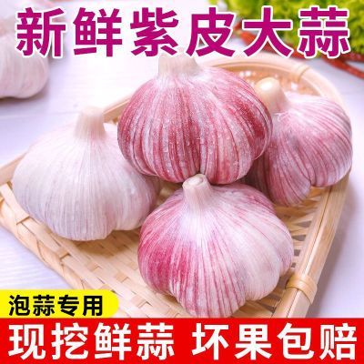 【现挖湿蒜】云南紫皮大蒜批发嫩大蒜头新鲜大蒜红皮鲜蒜泡蒜专用