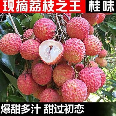 【纯甜】2026头茬桂味妃子笑荔枝新鲜水果当季时令爆甜多仓【30天内发货】