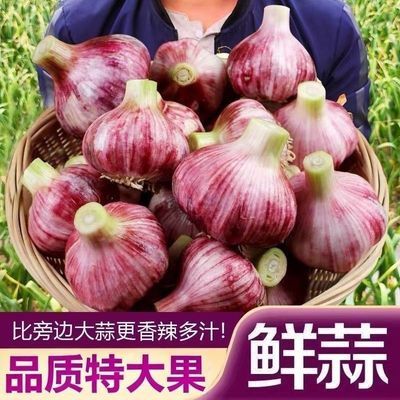 【产地直发】2026年河南紫皮大蒜批发新鲜大蒜头现挖红皮特大鲜蒜