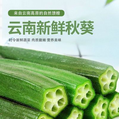 【商超品质】云南高原秋葵当季新鲜时令蔬菜现摘羊角豆净重3斤5斤