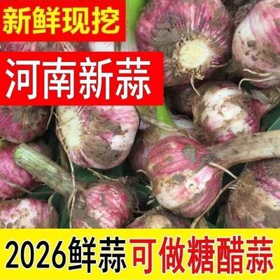 【2026新鲜大蒜】正宗河南大蒜头现挖可腌糖蒜紫皮鲜自家种