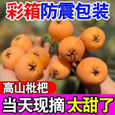 【爆甜枇杷】四川攀枝花米易枇杷应季新鲜水果大五星枇杷果现摘