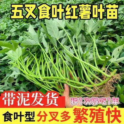 广西新鲜五叉尖叶食叶型红薯蔬菜藤藤菜广西时令四季红薯叶
