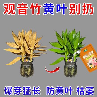 观音竹富贵竹龙竹水培营养液防黄叶烂根腐烂枯萎生根水养通用氮肥