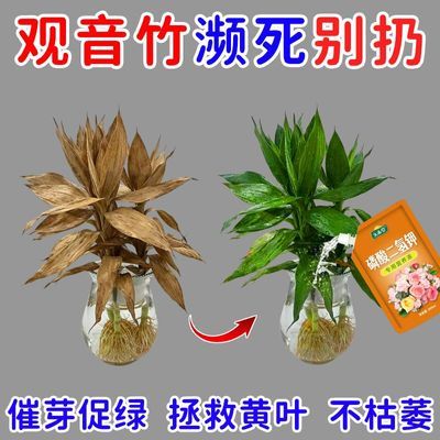 黄叶急救】观音竹营养液富贵竹防黄叶烂根促生长生根水培通用肥料