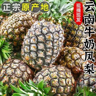 云南黑钻凤梨新鲜现摘牛奶凤梨现摘爆甜多汁新鲜应季水果