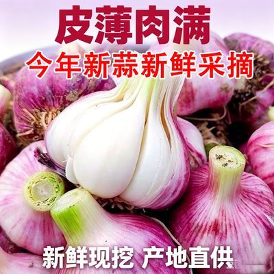 农家现挖紫皮2026云南新鲜大蒜多汁河南鲜蒜湿蒜正宗鲜蒜糖醋湿蒜