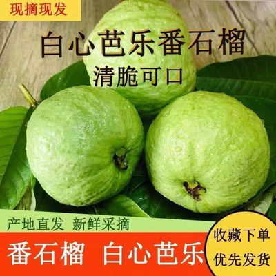 【现摘】白心芭乐当季清甜脆甜低糖番石榴产地采摘直发水果新鲜
