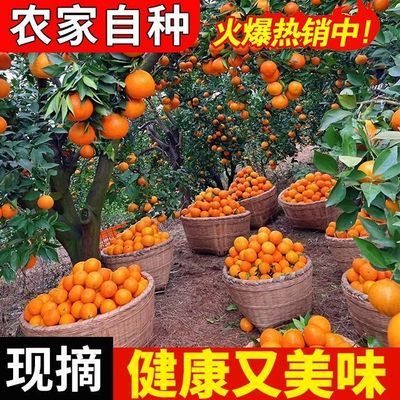 带箱5斤正宗广西高山夏橙酸甜爆汁新鲜当季孕妇水果榨汁现摘现发