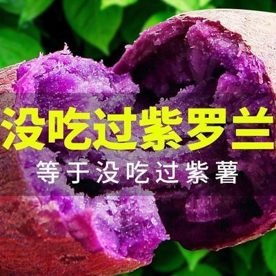 正宗沙地紫薯新鲜紫罗兰香甜红薯农家自种地瓜番薯蔬菜批发紫心