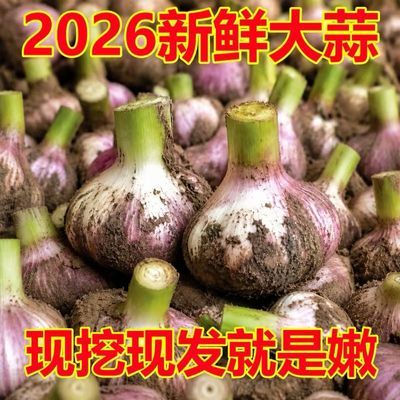 【现挖新蒜】新鲜大蒜鲜蒜嫩蒜紫皮大蒜批发现挖新蒜糖醋蒜头湿蒜