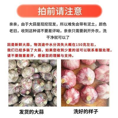 便宜价】2026年紫皮大蒜批发新鲜大蒜头现挖红皮特大鲜蒜